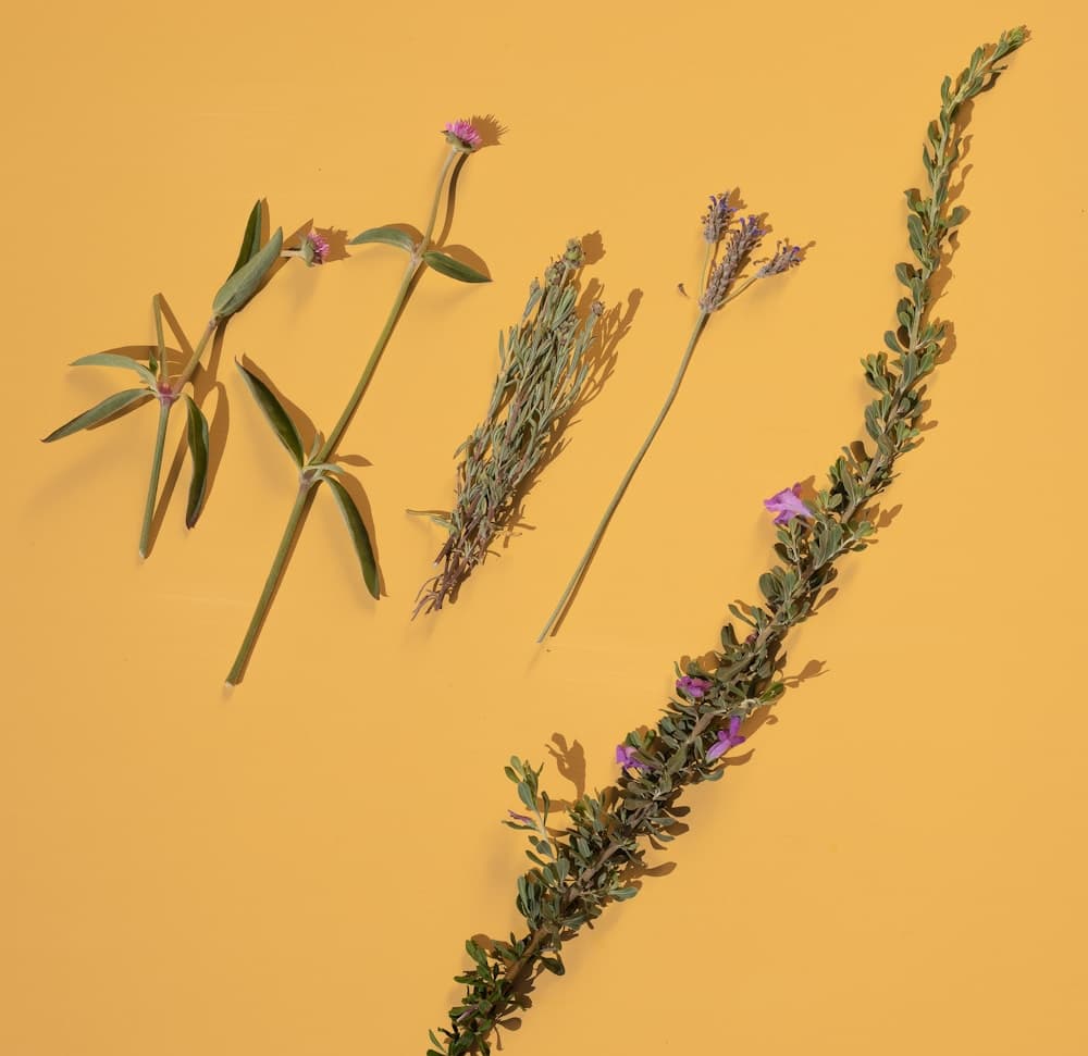 Botanical actives and skincare tools in Jill Marie's studio